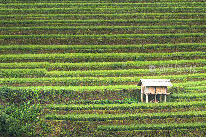 美丽的风景，绿色的稻田准备在越南西北部的梯田日落山在木仓寨，Yen Bai，越南